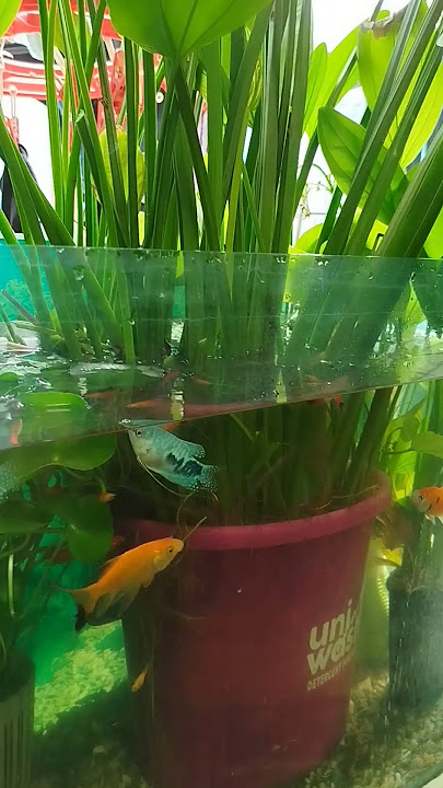 colour fish farming. #shortsfeed #shortvideo #speech #trending #viralvideo