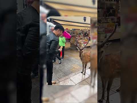В японском городе Нара . Олень-Джентльмен из Нара! #короткое #новости