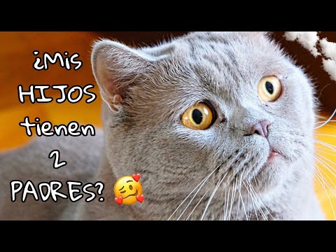 Vídeo: ¿Puede Una Camada De Gatitos Tener Más De Un Padre?