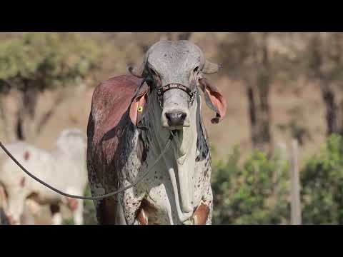 LOTE 80 – JOY FIV CABO VERDE JCVL4300