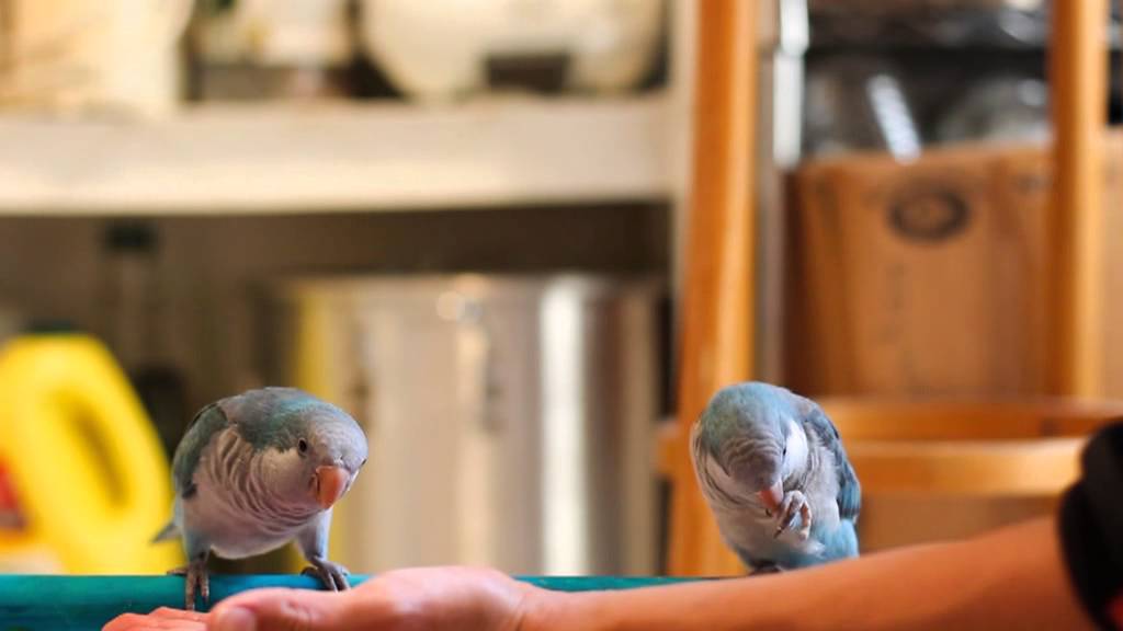 Quakers Parrots YouTube