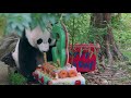 view Giant Panda Bei Bei Celebrates His Third Birthday digital asset number 1