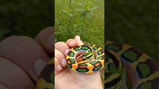 this snake lives in the bushes, he is very cute 😍 #aitouch #fantasy #animals