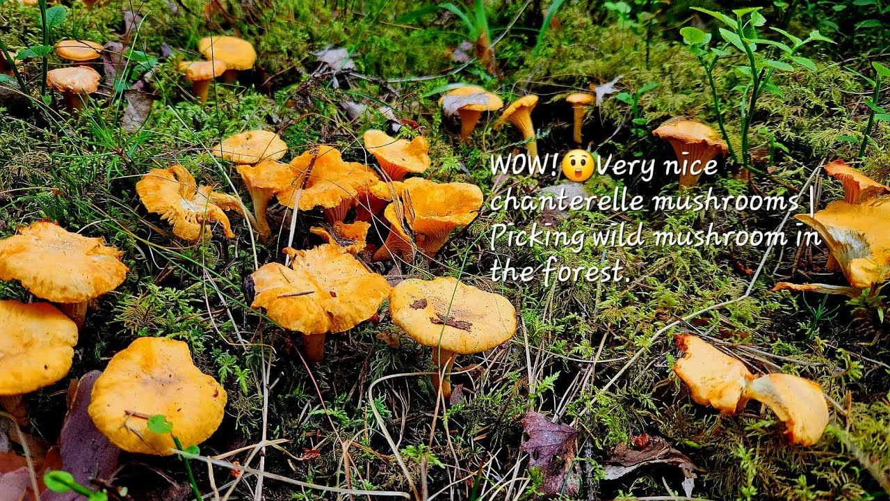 WOW!😮 Very nice chanterelle mushrooms | Picking wild mushrooms in the forest.
