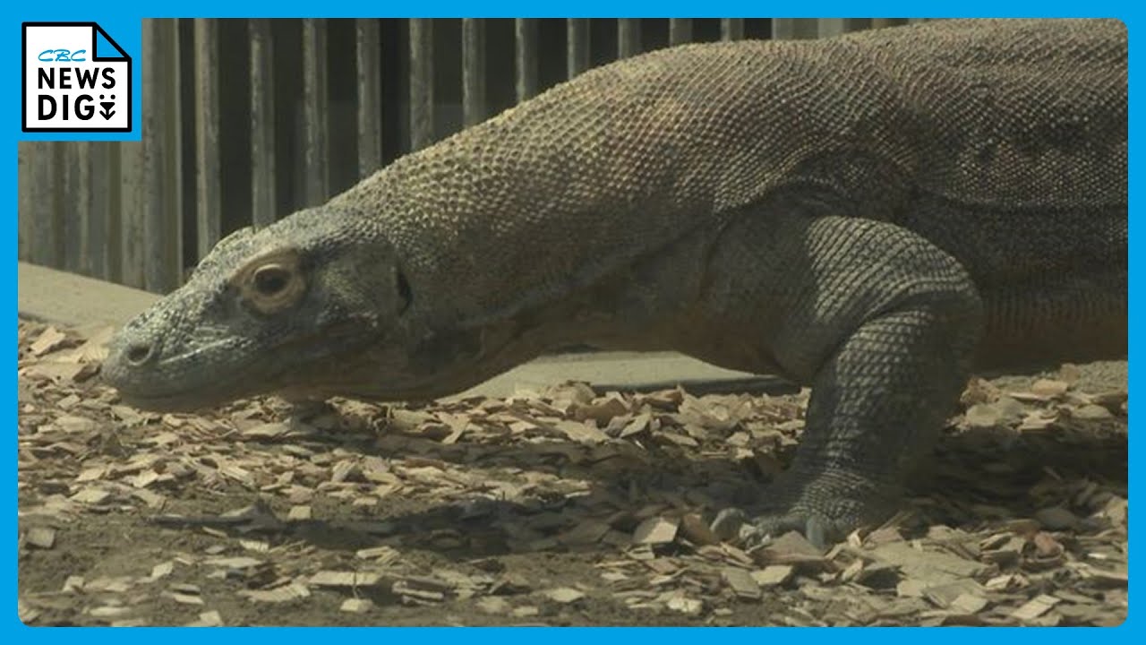 コモドドラゴン様 コモドドラゴン様