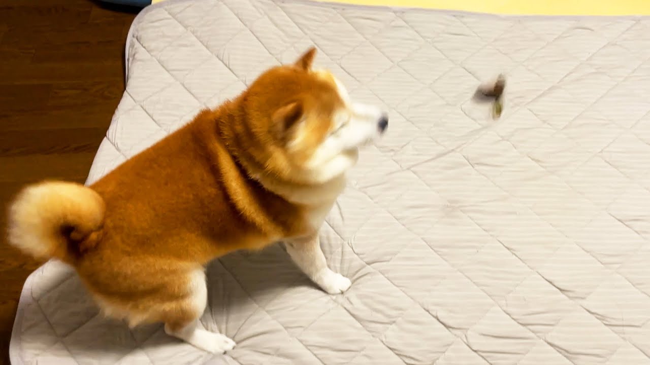 Shibe attacks the trespassing beetle, but is quickly defeated and