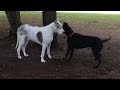 Adopted Great Dane encourages deaf senior dog to play