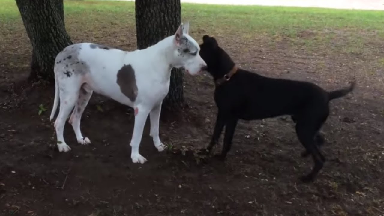 videos for cats Adopted Great Dane encourages deaf senior dog to play