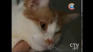 Проект закона «Об обращении с животными»: какие правила придется соблюдать владельцам животных Проект закона «Об обращении с животными»: какие правила придется соблюдать владельцам животных