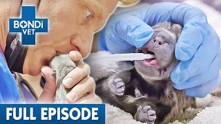 Two Cesarean Puppy Births In One Day!  | Bondi Vet Coast to Coast Season 3 Ep 8 | Full Episode