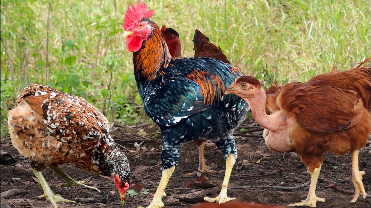 Um pouco de seleção genética - Atualizando a criação 