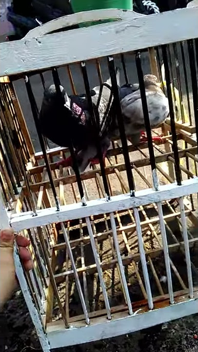 Burung giringan