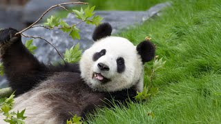 Panda Tales: A Glimpse into Daily Panda Life
Explore the enchanting world of pandas in Panda Tales: A Glimpse into Daily Panda Life. 🐼🌿
In this captivating video, join us on a remarkable journey into the heart of the bamboo forest, where these adorable pandas call home. Witness their daily routines, from playful antics to peaceful moments of munching on bamboo shoots.
Youll get an up-close look at the incredible bond between panda family members and the unique personalities that make each panda special. Whether its climbing trees, rolling in the grass, or simply enjoying a lazy day, pandas have a way of stealing our hearts.
Dont miss out on this delightful glimpse into the daily life of these iconic creatures. Subscribe to our channel for more incredible wildlife adventures, and be sure to hit the like button if you adore pandas as much as we do! 🐼💚
#PandaLife #WildlifeAdventures #PandaTales #BambooForest #NatureLovers
Join this channel to get access to perks:
https://www.youtube.com/channel/UCT_i60PbkkYlg2p88vElqCw/join Panda Tales: A Glimpse into Daily Panda Life