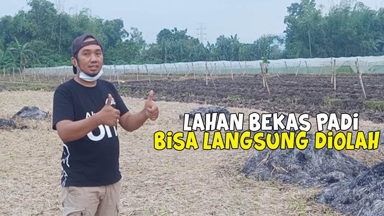 [LIVE] Cara Mengolah Lahan Bekas Padi Untuk Bawang Merah - YouTube