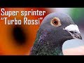 Presentation Super Sprint Pigeon Turbo Rossi