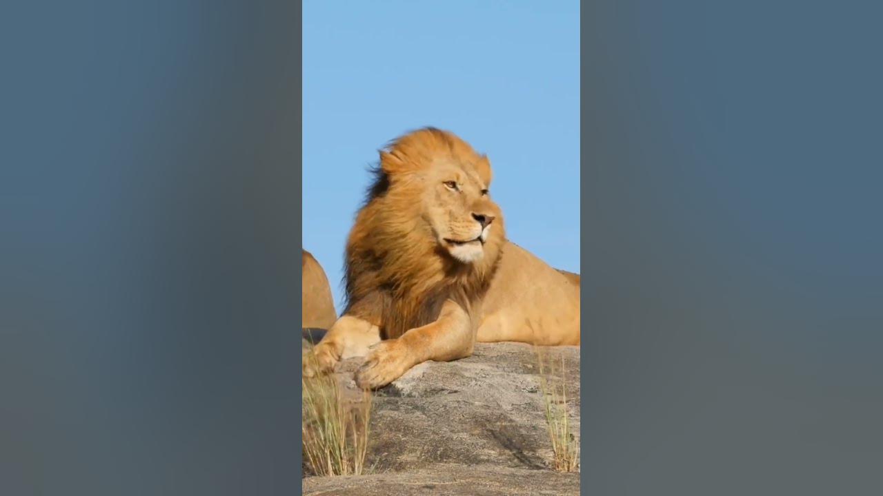 the-most-powerful-animal-in-the-world-youtube