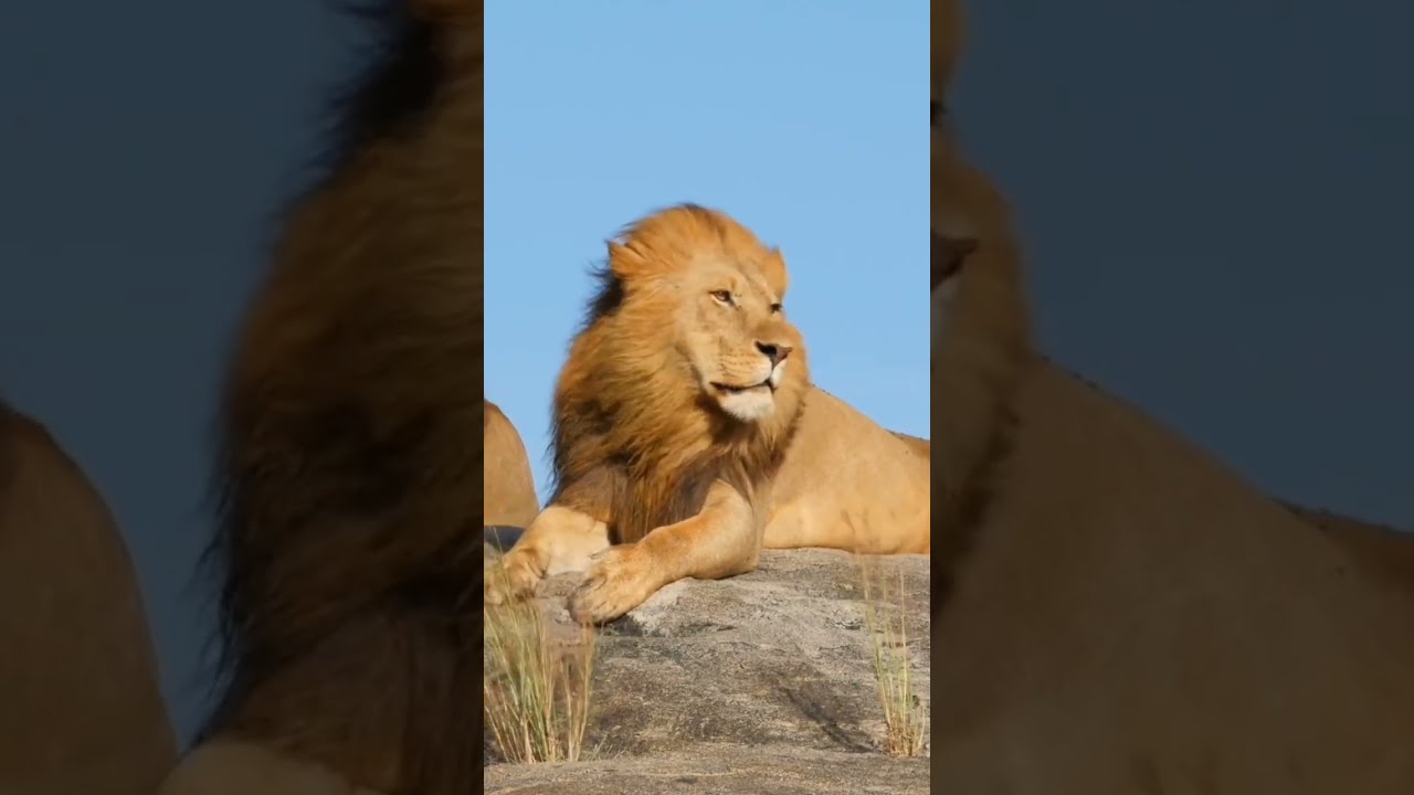 The Most Powerful Animal In The World YouTube The Most Powerful Animal In The World YouTube