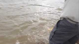 Dorados en el Guayquiraró - 3