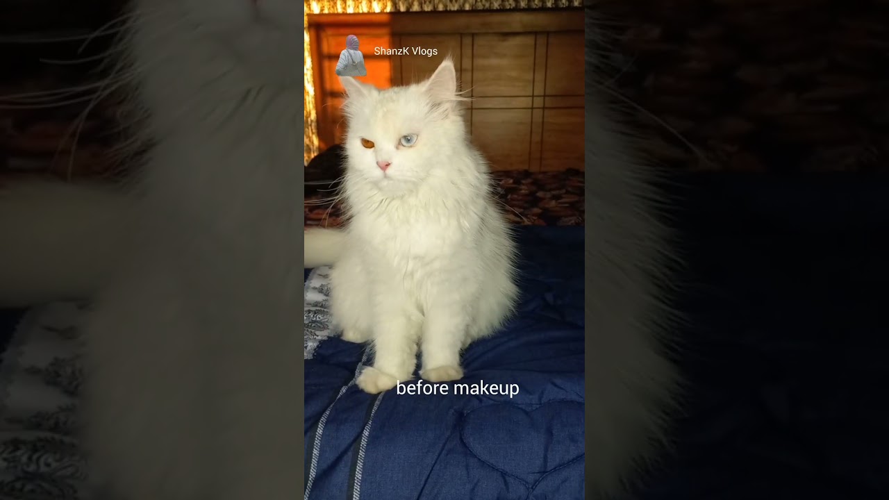 Makeup 💄 for my cat 🐈 