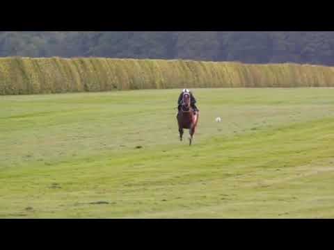 Equus Award winner, Whisky Baron getting into stride at Newmarket, UK