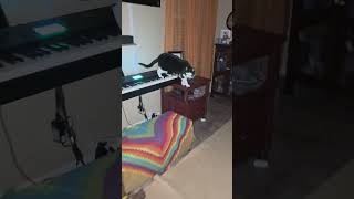 Hilarious Black Cat Creates Horror Movie Music #cat #halloween #music
