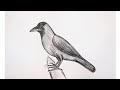 How to draw crow drawing easy step for beginners