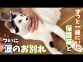 一番長く一緒に過ごした大好きな保護猫ちゃんが、ついに幸せになります 【保護猫譲渡】