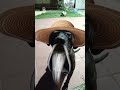 #peritos