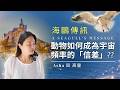 海鷗傳訊 / 動物如何成為宇宙頻率的「信差」?? A Seagull&rsquo;s Message|How Animals Carry Cosmic Frequencies?