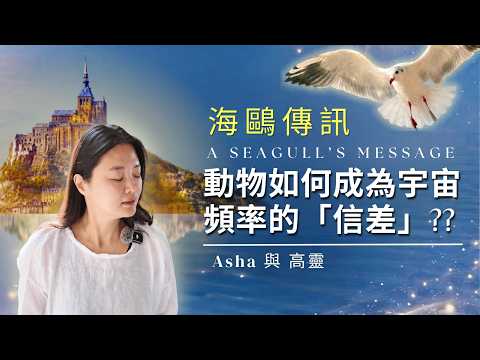 海鷗傳訊 / 動物如何成為宇宙頻率的「信差」?? A Seagull’s Message｜How Animals Carry Cosmic Frequencies?