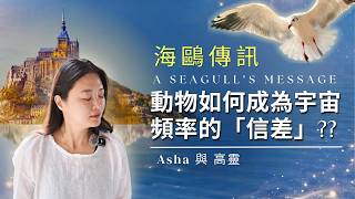 海鷗傳訊 / 動物如何成為宇宙頻率的「信差」?? A Seagull’s Message｜How Animals Carry Cosmic Frequencies? screenshot 1