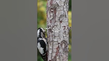 اللهم صلي و سلم على نبينا محمد. #اكسبلور #المصحف #اسلام #راحة_نفسية #تلاوة_خاشعة #الرحمن #قرآن