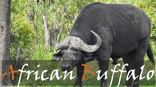 African Buffalo Syncerus Caffer Video & Animal Call Kruger Park Big Five Stories Of The Kruger