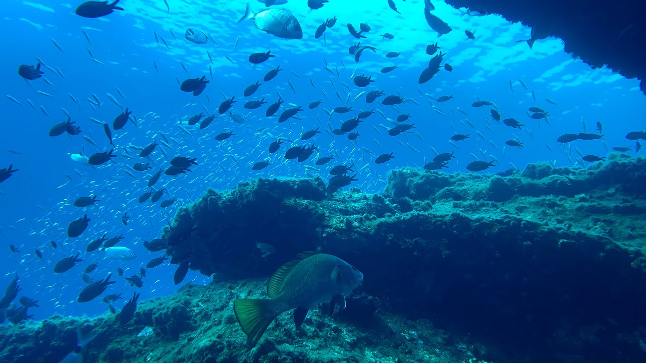 [ENG] CAP DE CREUS: The Invisible Richness of the Sea (DOCUMENTARY)