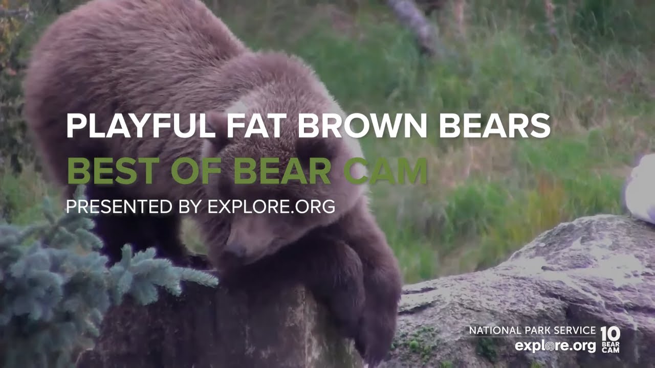 Playful Fat Brown Bears | Best of Bear Cam