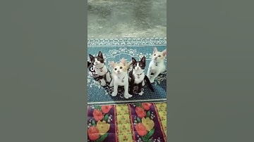 Thumbnail of Story wa lucu kucing joget lagu viral saya masih ting ting