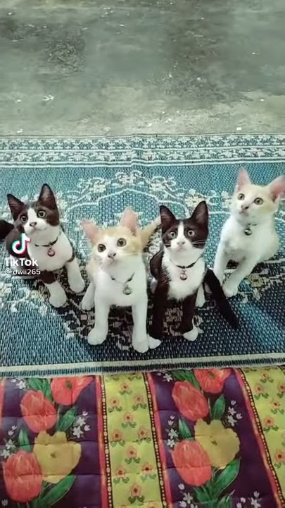 Story wa lucu kucing joget lagu viral saya masih ting ting