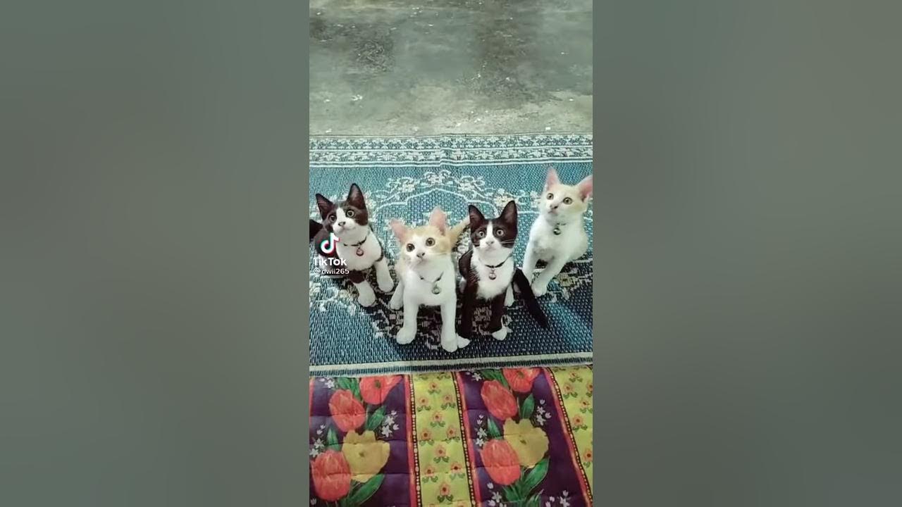 Story wa lucu kucing joget lagu viral saya masih ting ting