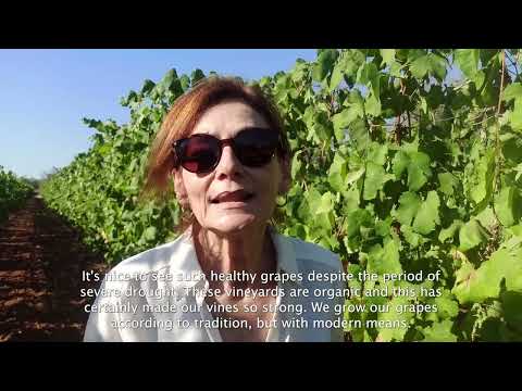 I profumi della vendemmia biologica nella Cantina Tenute Bellamarina #salento #winelovers