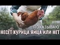 Как понять НЕСЁТ ЛИ КУРИЦА ЯЙЦА или нет