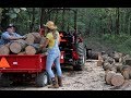 #548 Gathering Beautiful Cherry Saw Logs and Firewood!