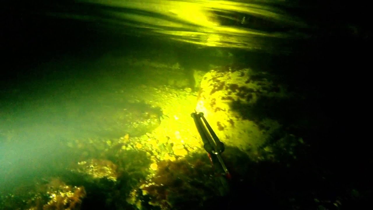 Sea trout fishing at night. Spearfishing. YouTube