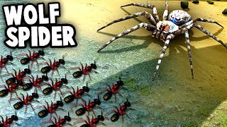 GIANT SPIDER vs Ant Army Colony!  Wolf Spiders vs NEW ANT Species (Empires of the Undergrowth)