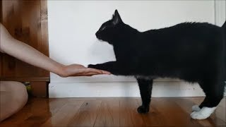 Apprendre à son chat à donner la patte au clicker