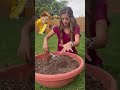 Fix your old potted plants WITHOUT throwing out all your old soil.🌱 #pottedplants #planttip