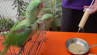 Chicks ko Feed Mein Kya Dein❓Best Information About Parrot Chicks Feed | PBI Official