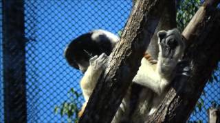 Propithecus coronatus - Milne-Edwards, 1871 - HD - Propithèque couronné - Zoologique Paris - 05/2014