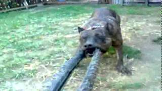 A.p.b.t. Sedamags Mike Tyson Probica