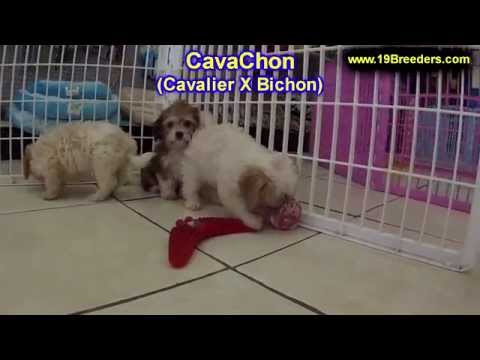 Alabama Craigslist Pets - Cavachon, Puppies, Dogs, For Sale, In Montgomery, Alabama, AL, 19Breeders, Hoover, Auburn