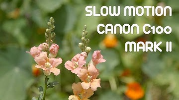 Slow Motion: Canon C100 Mark II 60 fps
